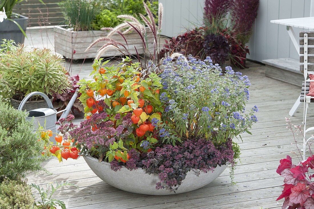 Broad bowl with autumn magic planting