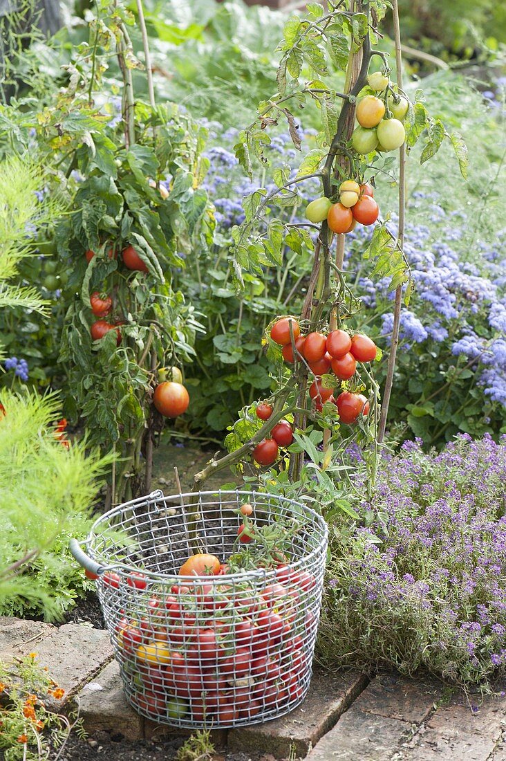 Tomato harvest in the farmers garden