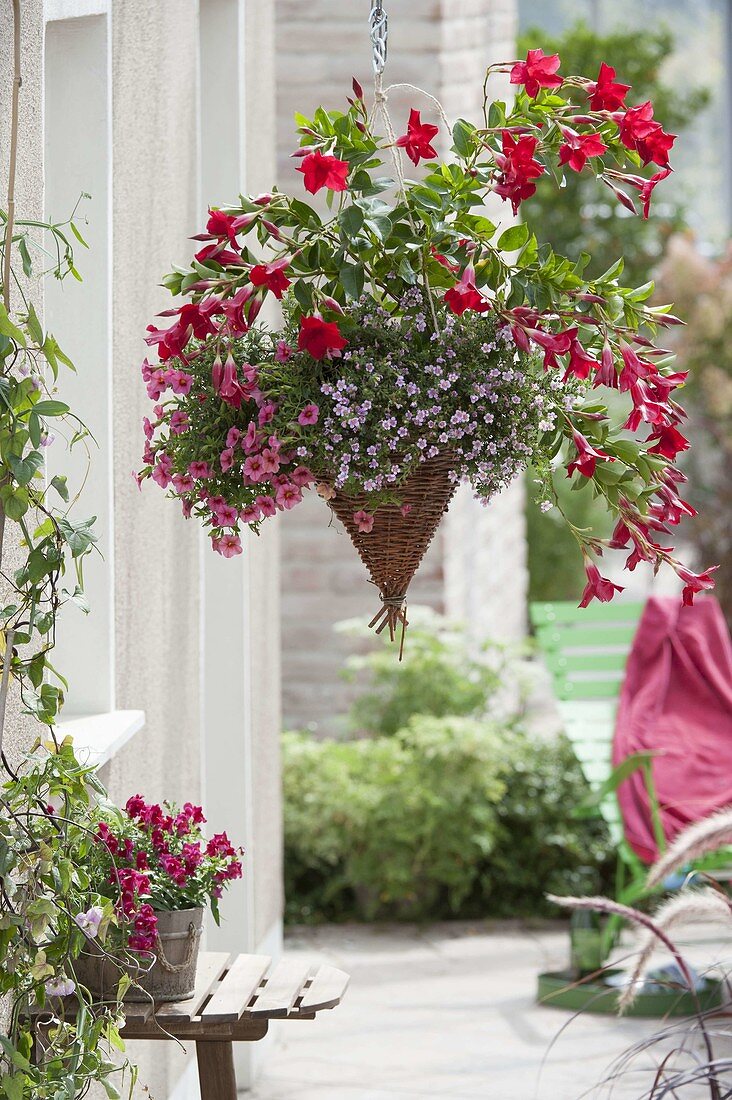 Self made Basket Lamp with Calibrachoa Celebration 'Strawberry'