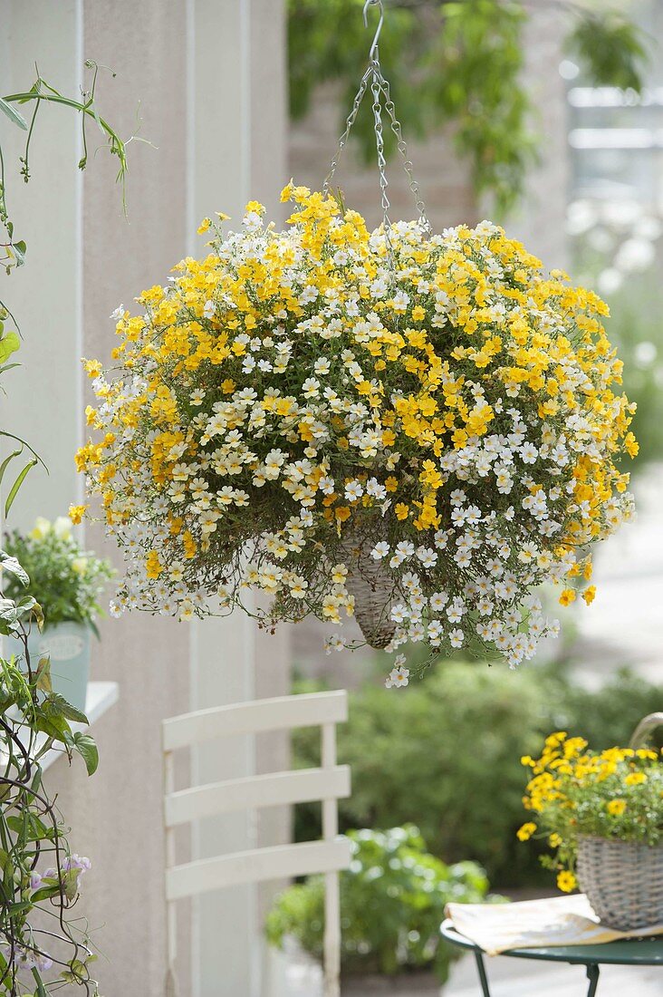 Hanging basket with white and yellow Nemesia Sunsatia 'Little Banana' 'Little Coco'