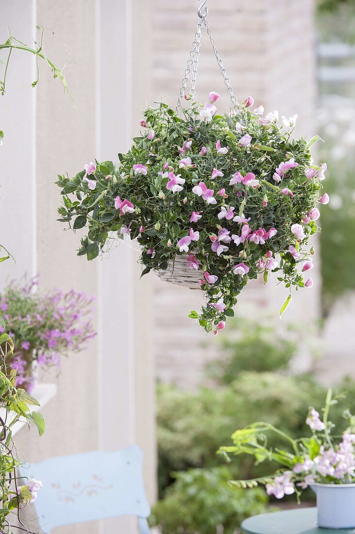 Wickenampel : Lathyrus odoratus Compact 'Cupid Pink' (Zwergwicke)