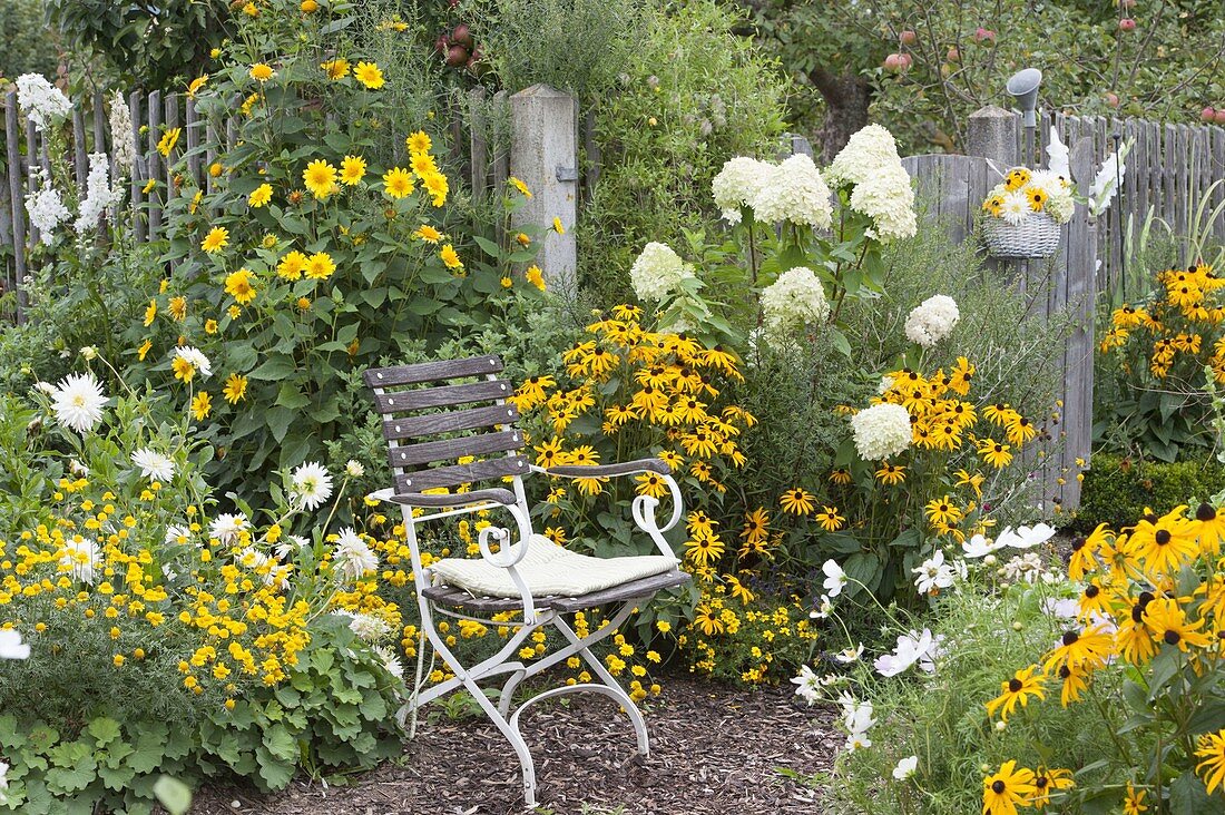Seating area on white-yellow bed, Hydrangea paniculata 'Limelight'
