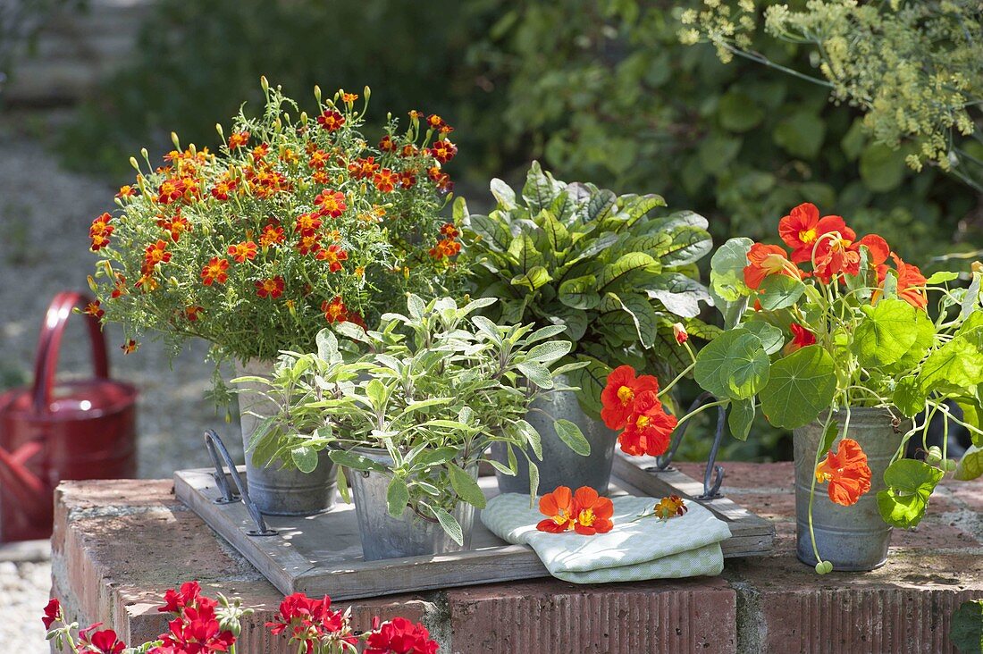 Essbares Arrangement auf Gartenmauer : Tagetes tenuifolia (Gewürz-Tagetes