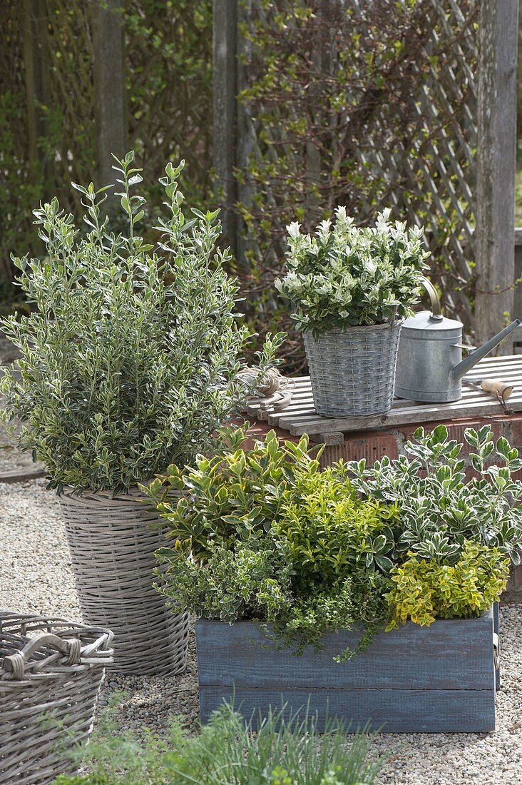 Euonymus japonicus 'Benkomasaki Erecta' on the left, 'Hees Pierrolino' on the bench