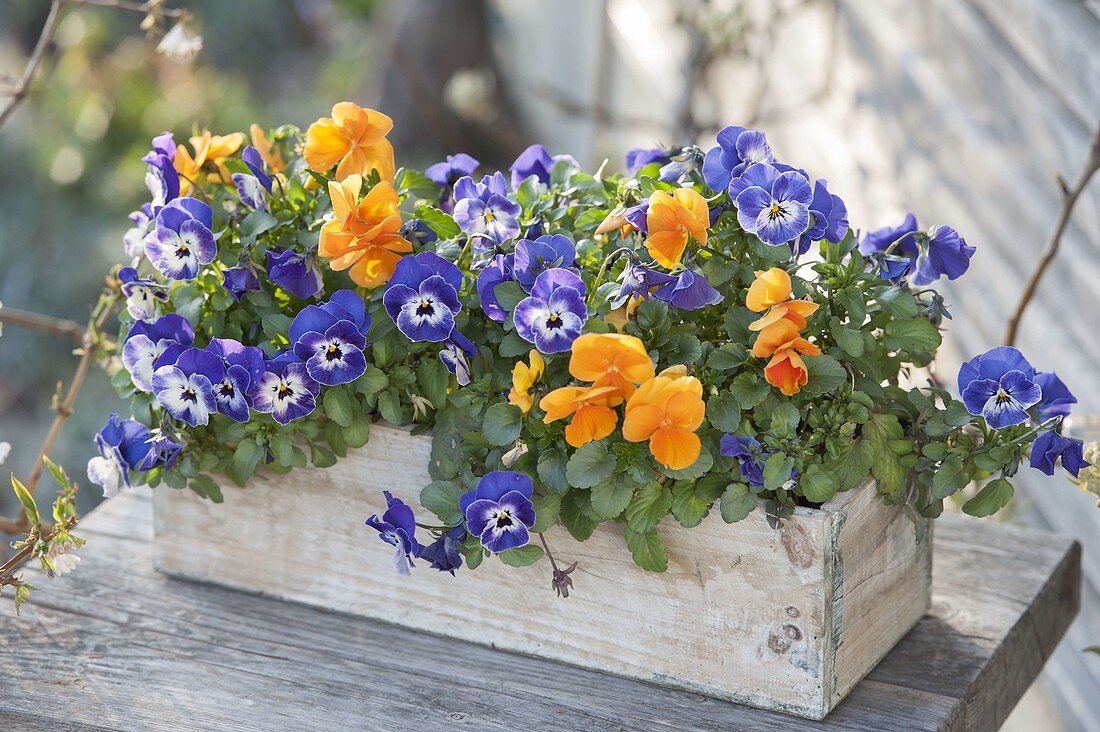 Viola cornuta (horned violet) in wooden box