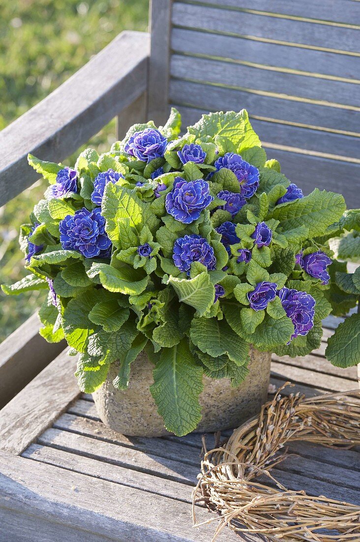 Primula Belarina 'Amethyst Ice' in rustic pots