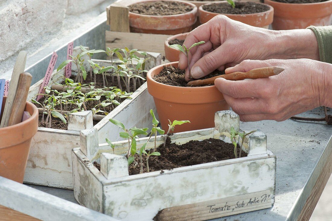 Tomaten selber ziehen