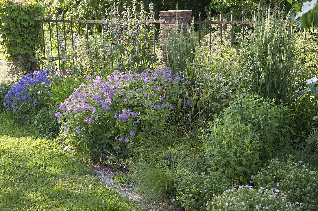 Create perennial flowerbed with cranesbill and grasses