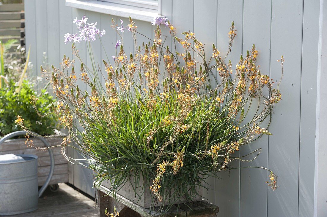 Bulbine frutescens syn. Anthericum frutescens