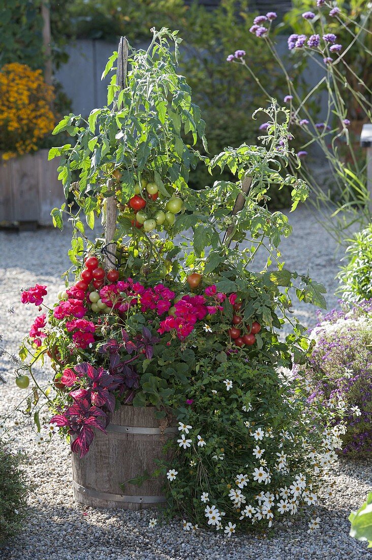 Holz-Fass mit Tomate (Lycopersicon), Pelargonium zonale (Stehende Geranie