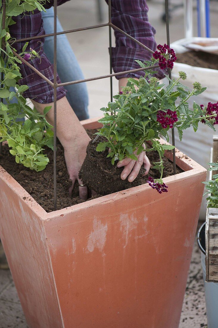 Woman planting tub with sweetpea and balcony flowers