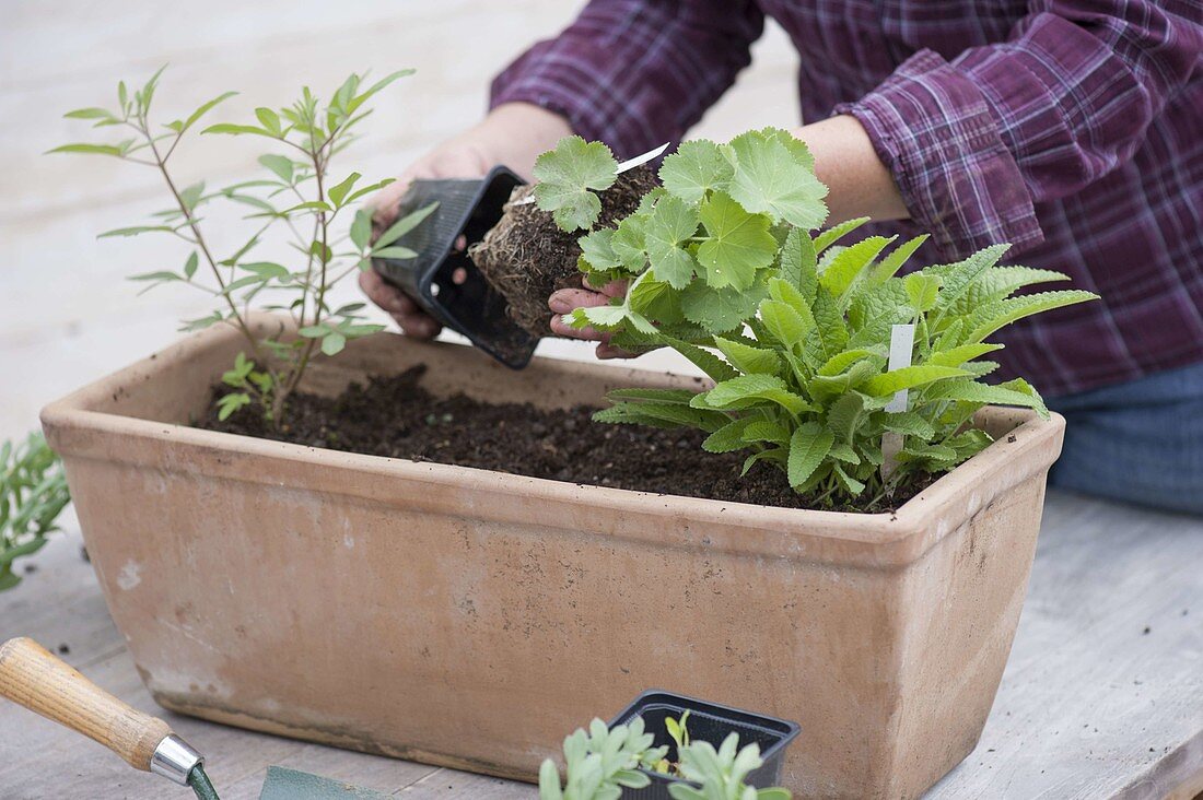 Plant terracotta boxes with perennials