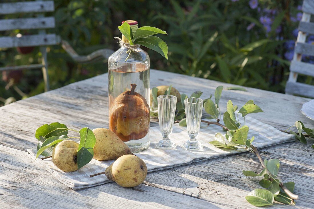 Placing pear into bottle for pear brandy