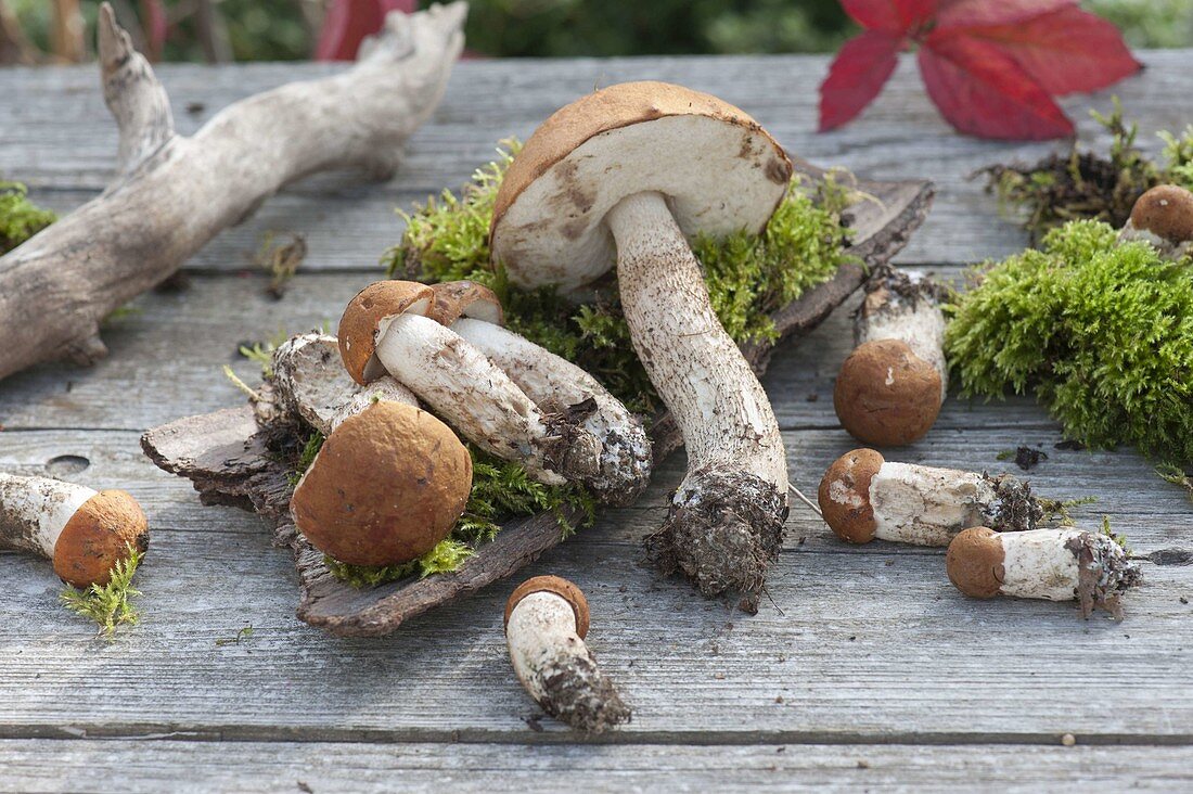 Fresh, self picked wild mushrooms with moss and bark