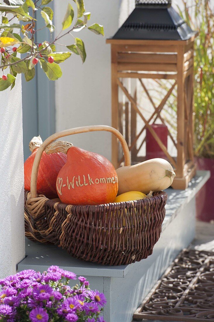 Basket of freshly harvested pumpkins, Hokkaido squash