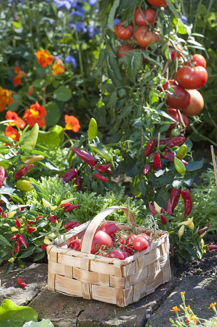 Vegetable bed with tomatoes, hot peppers, snack paprika