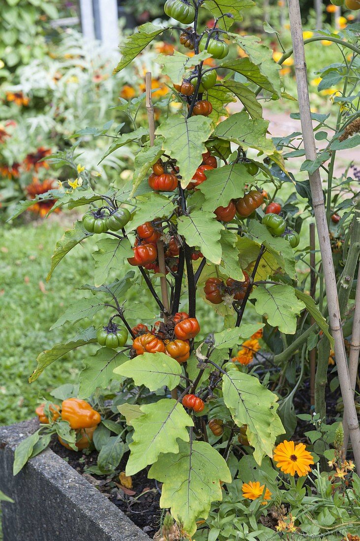 Ethiopian Eggplant 'Red China'