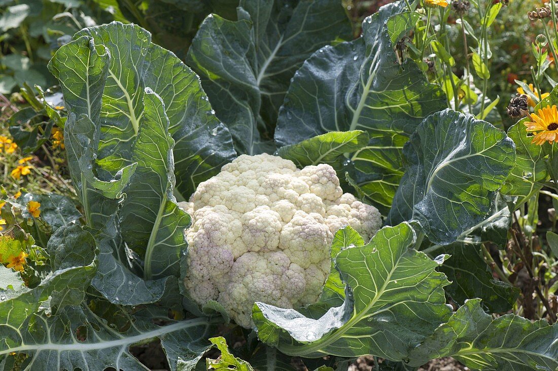 Cauliflower (Brassica oleracea) in vegetable bed