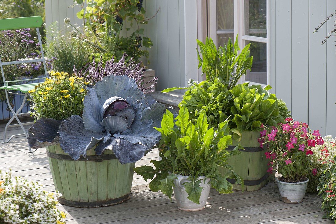 Terrace with salads and vegetables in green wooden barrels