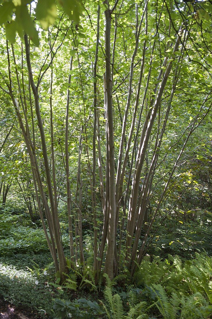 Corylus avellana (hazelnut) with forest plants in the undergrowth