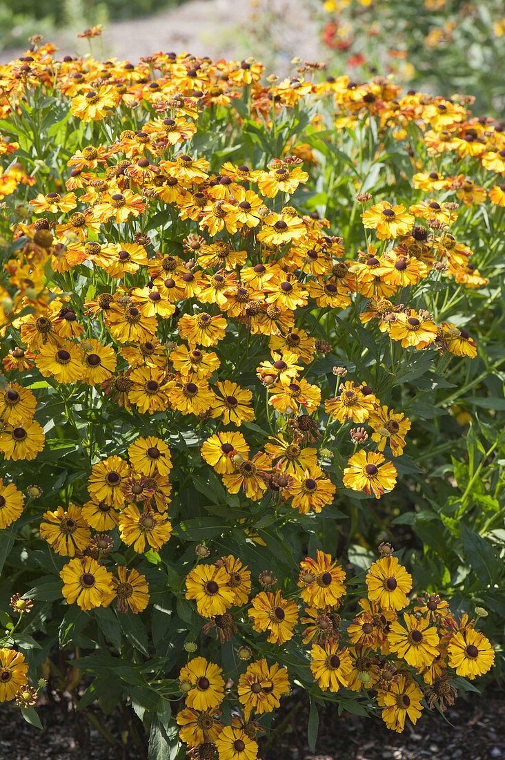 Helenium 'Flamenco' (Sun Bride)