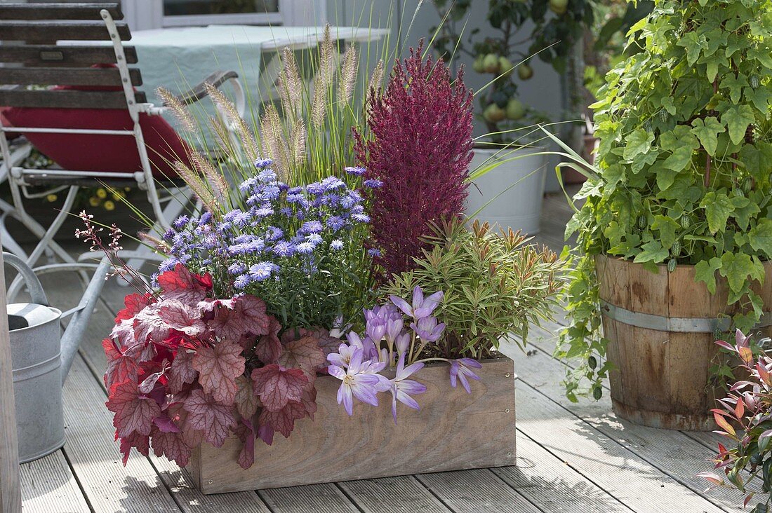 Wooden box with Heuchera 'paprika', Aster dumosus