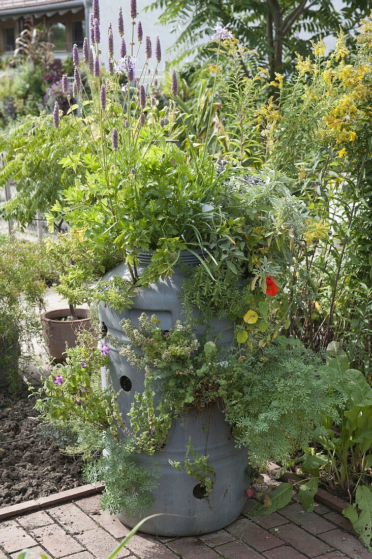 Plastikfass mit Löchern als Kräutergarten bepflanzt