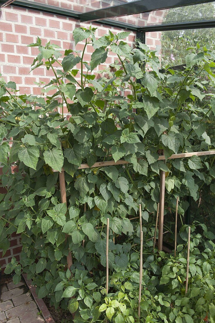 Andean berry, Cape gooseberry, in the greenhouse