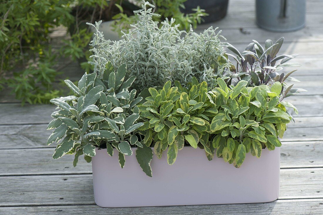 Various types of sage in plastic box-Salvia officinalis 'Rotmühle'