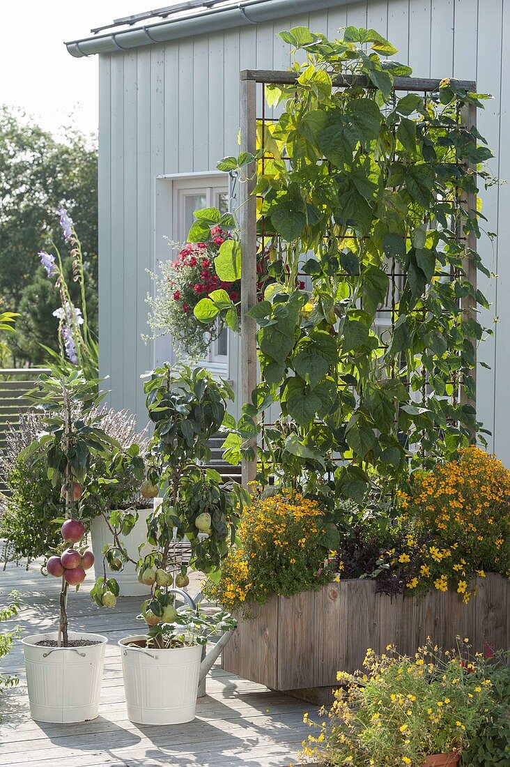 Mobile wooden box with climbing beans as privacy screen