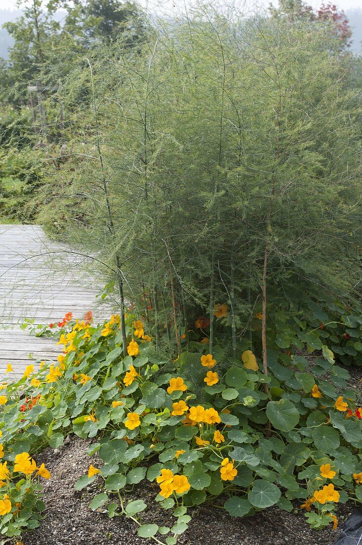 Asparagus bed with adult asparagus (Asparagus)