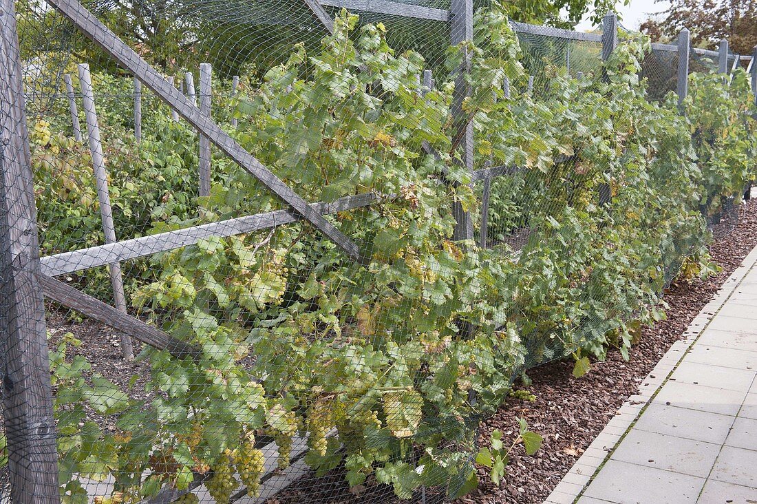 Blue grapes (Vitis vinifera) on trellis