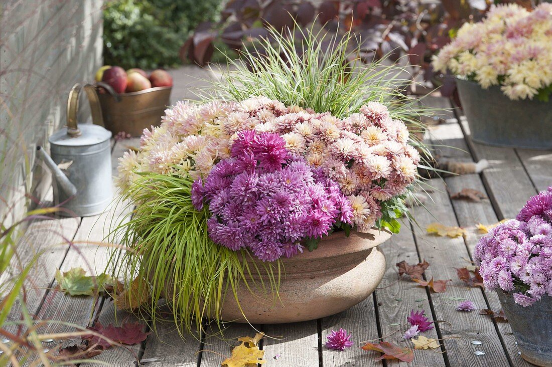 Schale mit Chrysanthemum indicum (Herbstchrysanthemen) und Carex