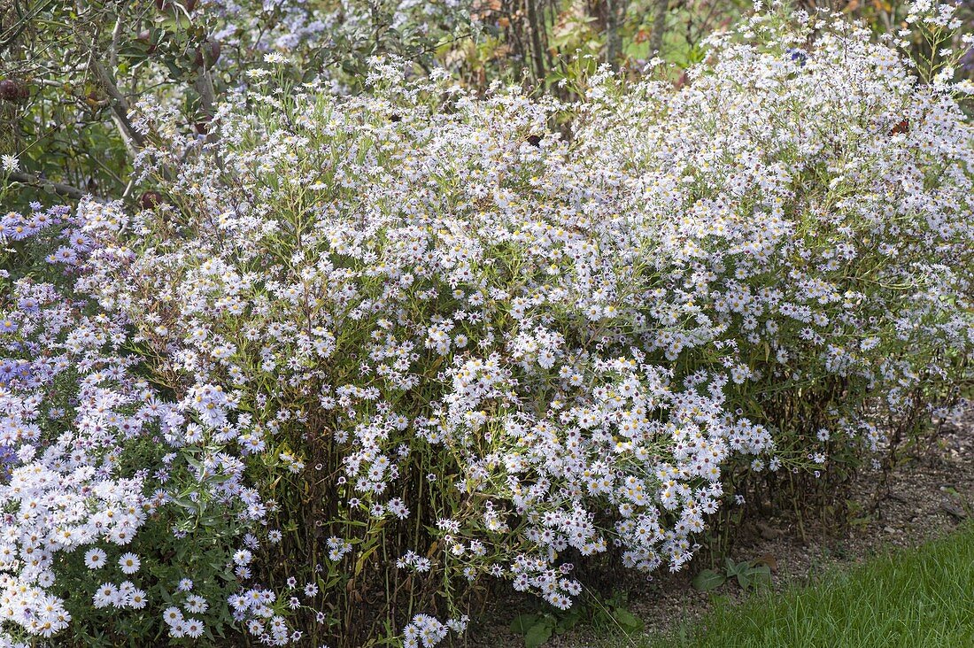 Aster cordifolium (Veilaster)