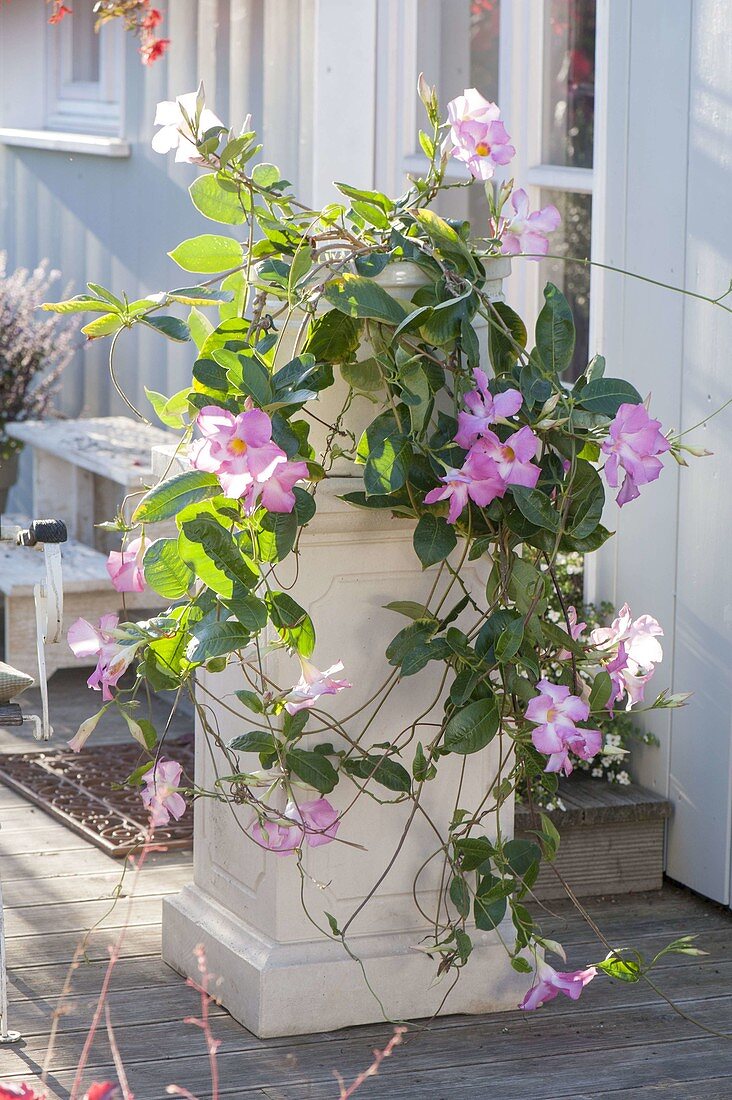 Mandevilla X amoena 'Alice Du Pont' hanging on pillar