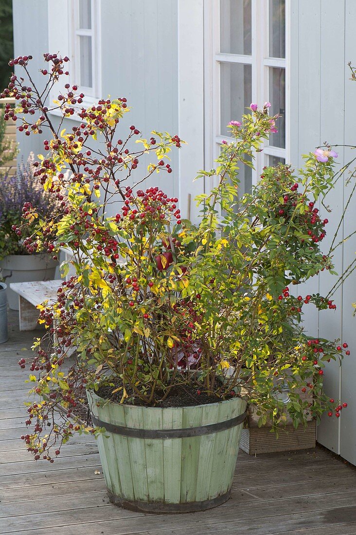 Pink 'Magical Delight' (Rose) with rosehips and flowers