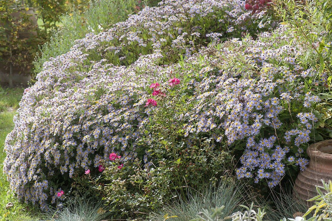 Aster ageratoides 'Asran' (Herbstaster) und Rosa (Rose)