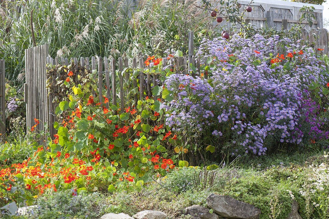 Wooden fence with Tropaeolum (nasturtium) and Aster novi-belgii