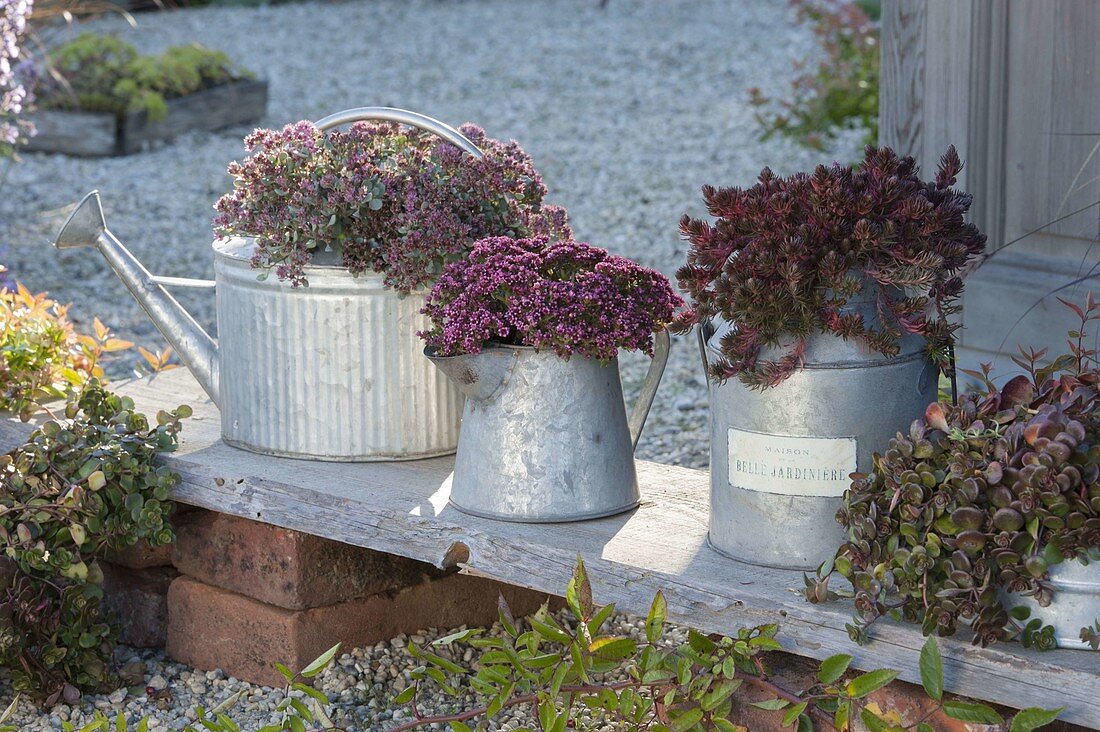 Sedum cautiolum 'Rocky', 'Red Canyon', Sedum