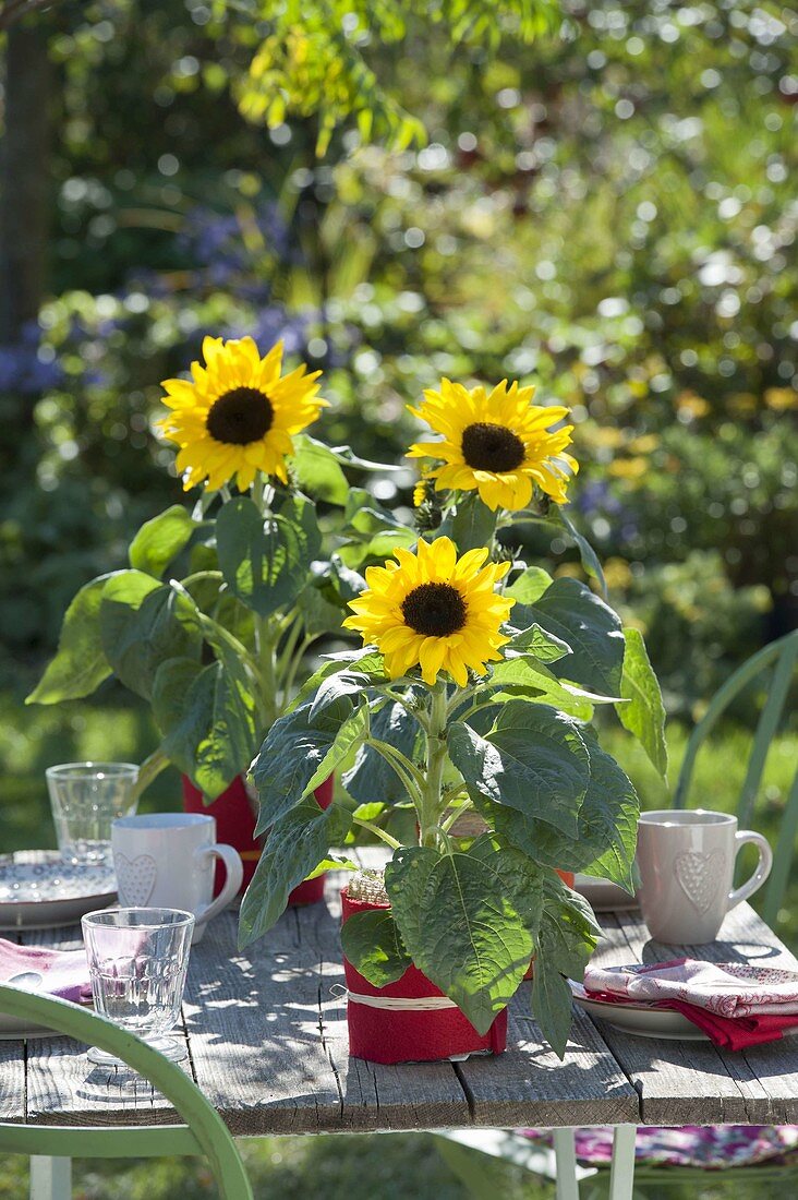 Tischdeko mit Helianthus annuus (Sonnenblumen), Töpfe mit rotem Filz