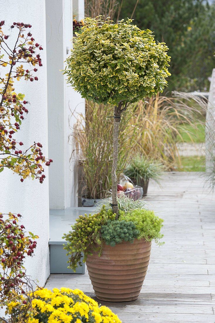 Euonymus fortunei 'Emerald'n Gold' 'Emerald Gaiety'