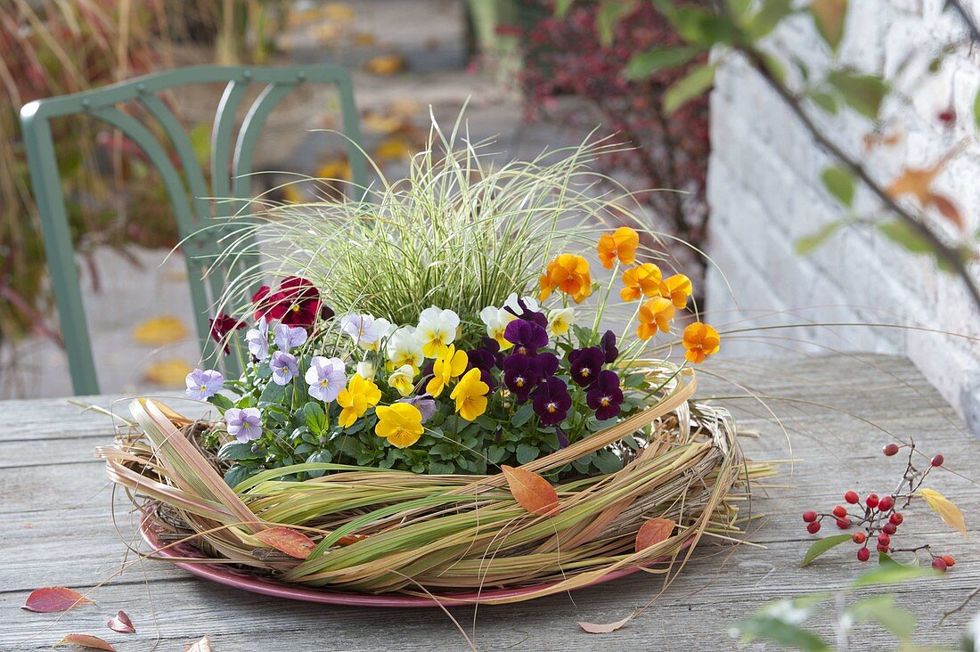 Viola cornuta 'Yellow','Purple', 'Primrose', 'Lavender', 'Orange', 'Red' (Hornveilcchen)