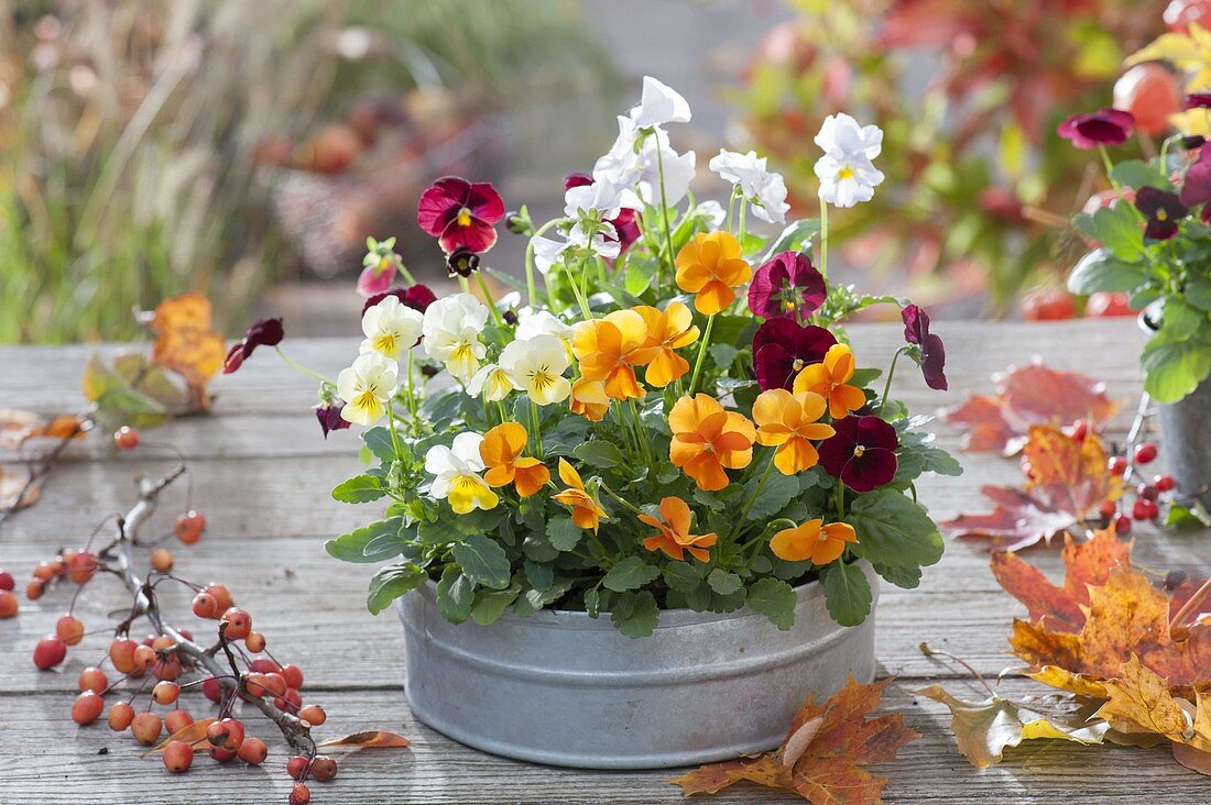 Zink-Schale mit Viola cornuta 'Orange' 'Primrose' 'Red with Blotch' 'White'