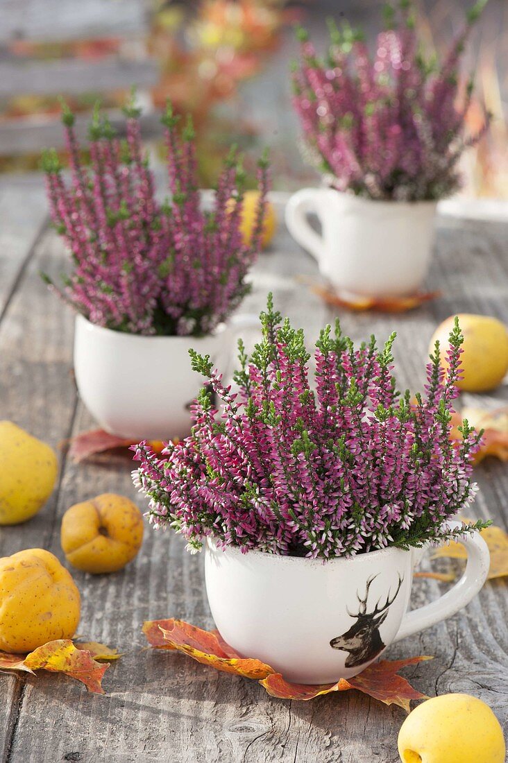 Calluna Garden Girls 'Nora' (Knospenbluehende Besenheide) in Tassen