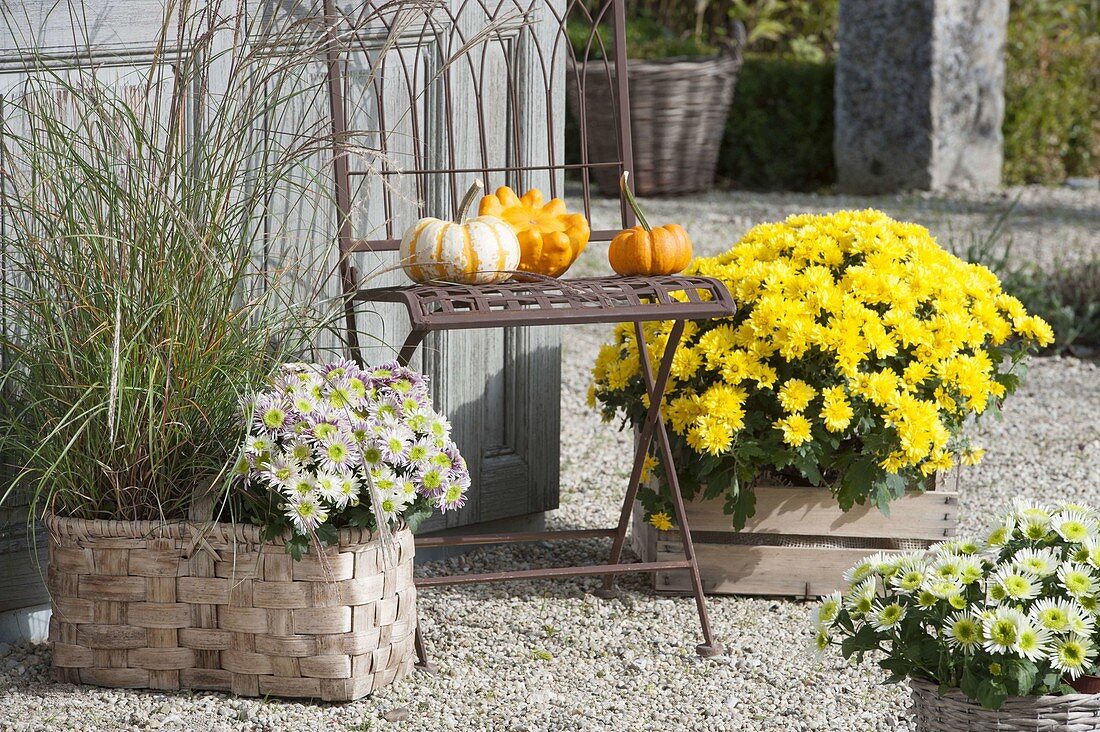 Gravel terrassse with Chrysanthemum 'Splash Meadow' new, 'Kiraz' yellow