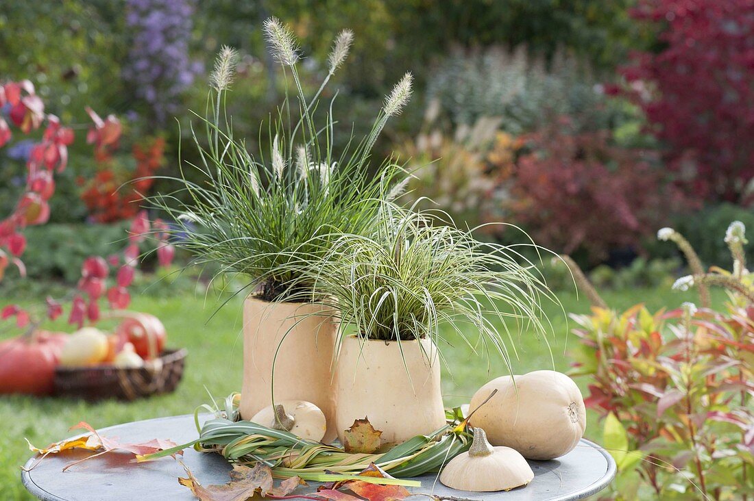 Butternut-Kürbis als Vase und Pflanztopf verwenden