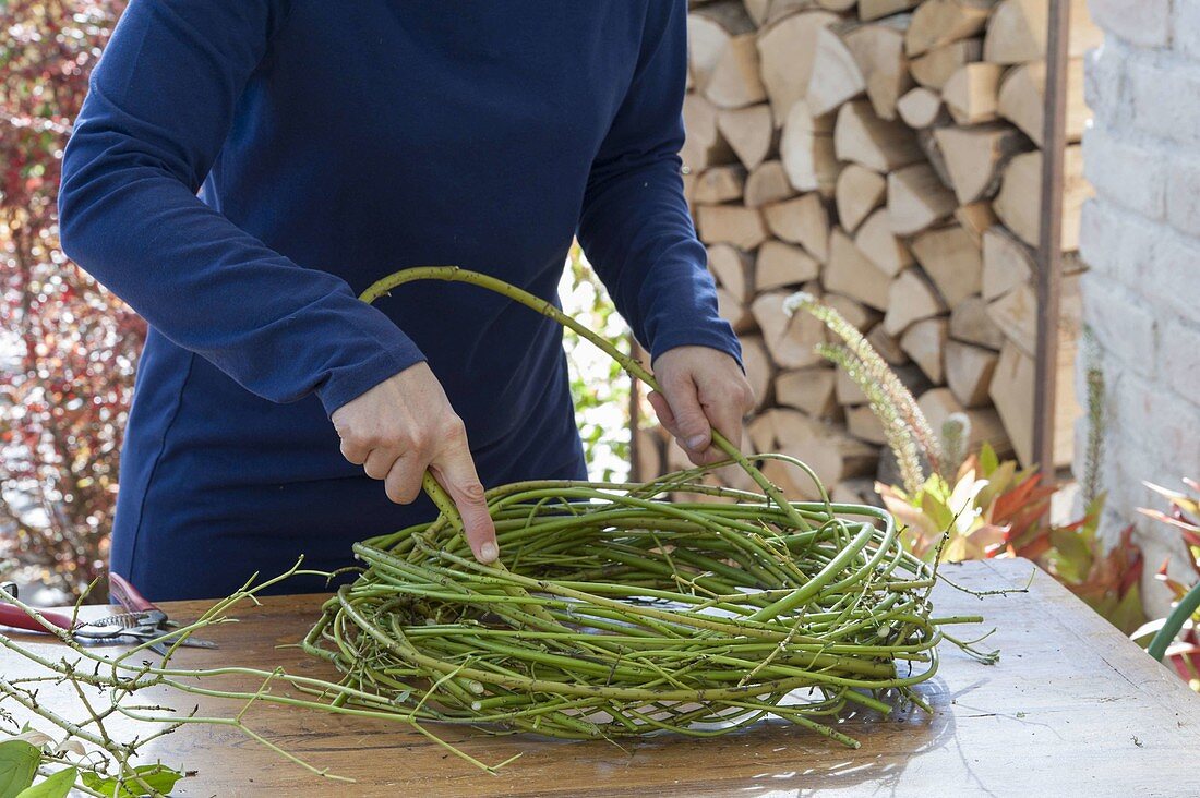 Bind autumn wreath out of green dogwood branches