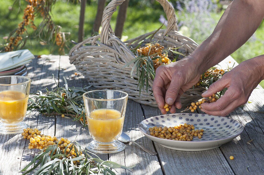 Basket of freshly cut sea buckthorn branches