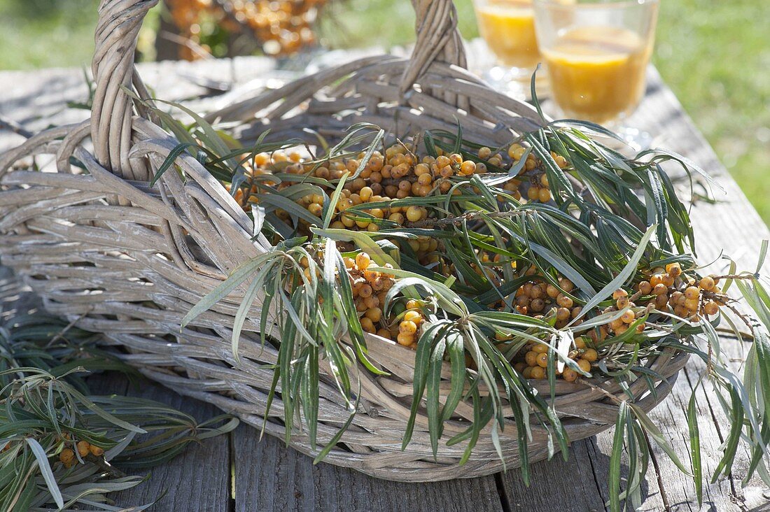 Basket of freshly cut branches of sea buckthorn