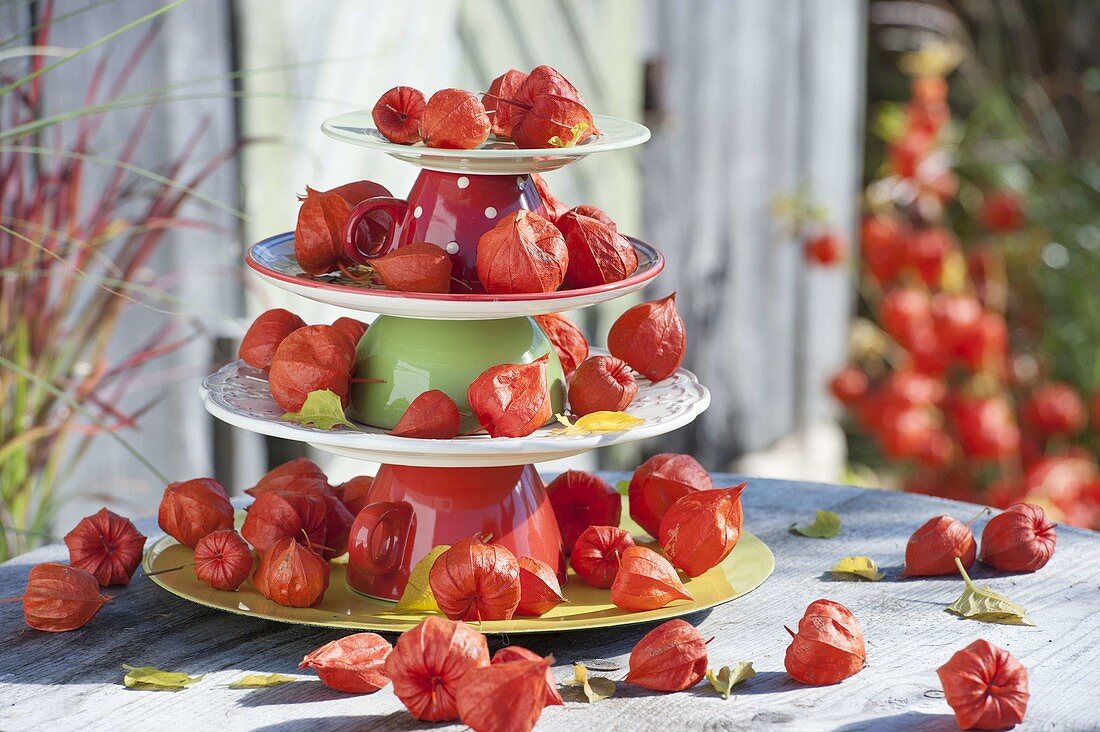 Lampion flowers on etagere